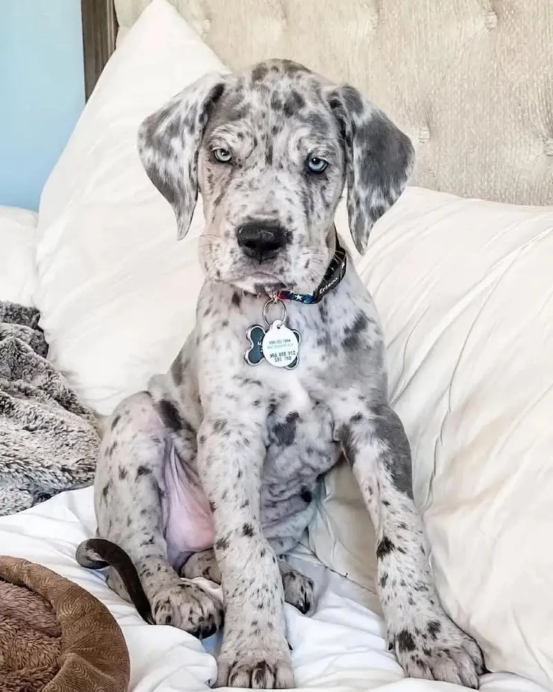 Great dane pedigree pups — photo 2