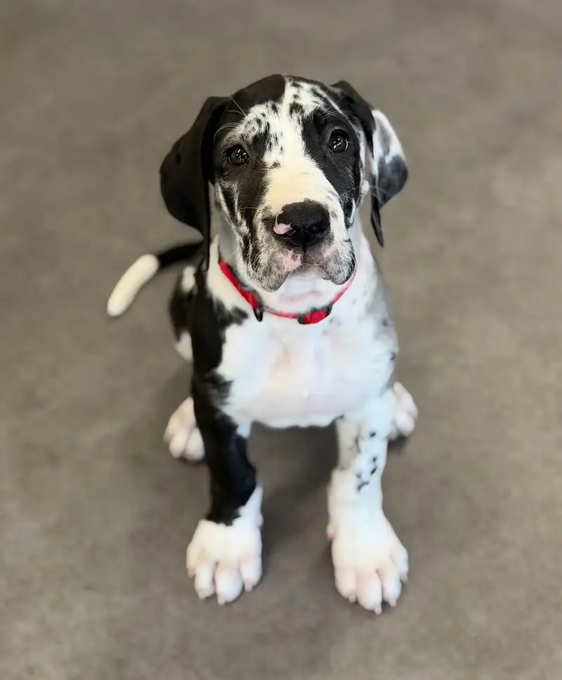 Great dane pedigree pups — photo 3