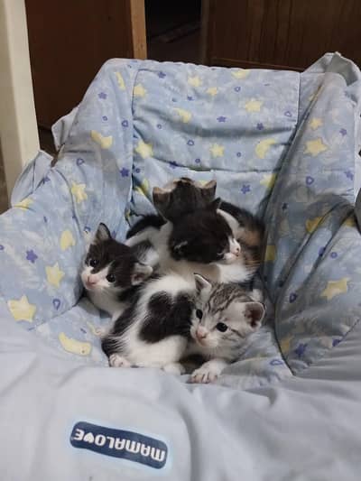 Free baby cat’s