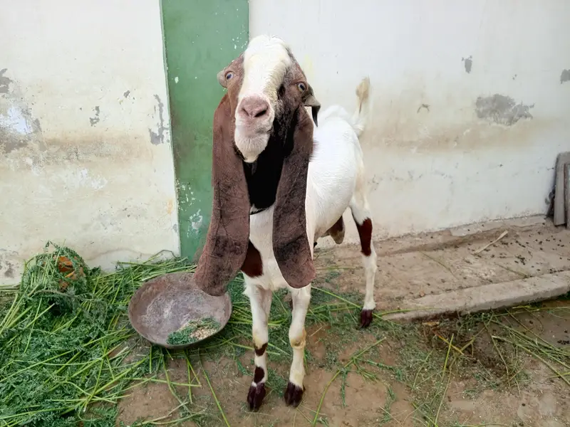 kamori cross bekra — photo 2