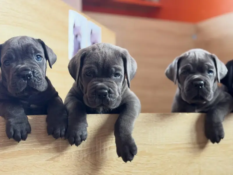 cane corso puppies 4 sale