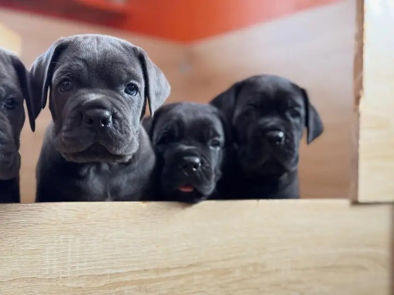 cane corso puppies 4 sale — photo 2