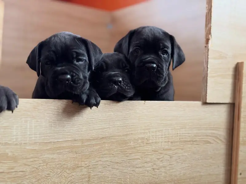 cane corso puppies 4 sale — photo 3