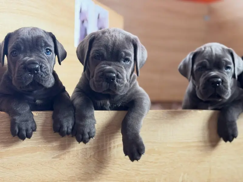 cane corso puppies 4 sale — photo 4