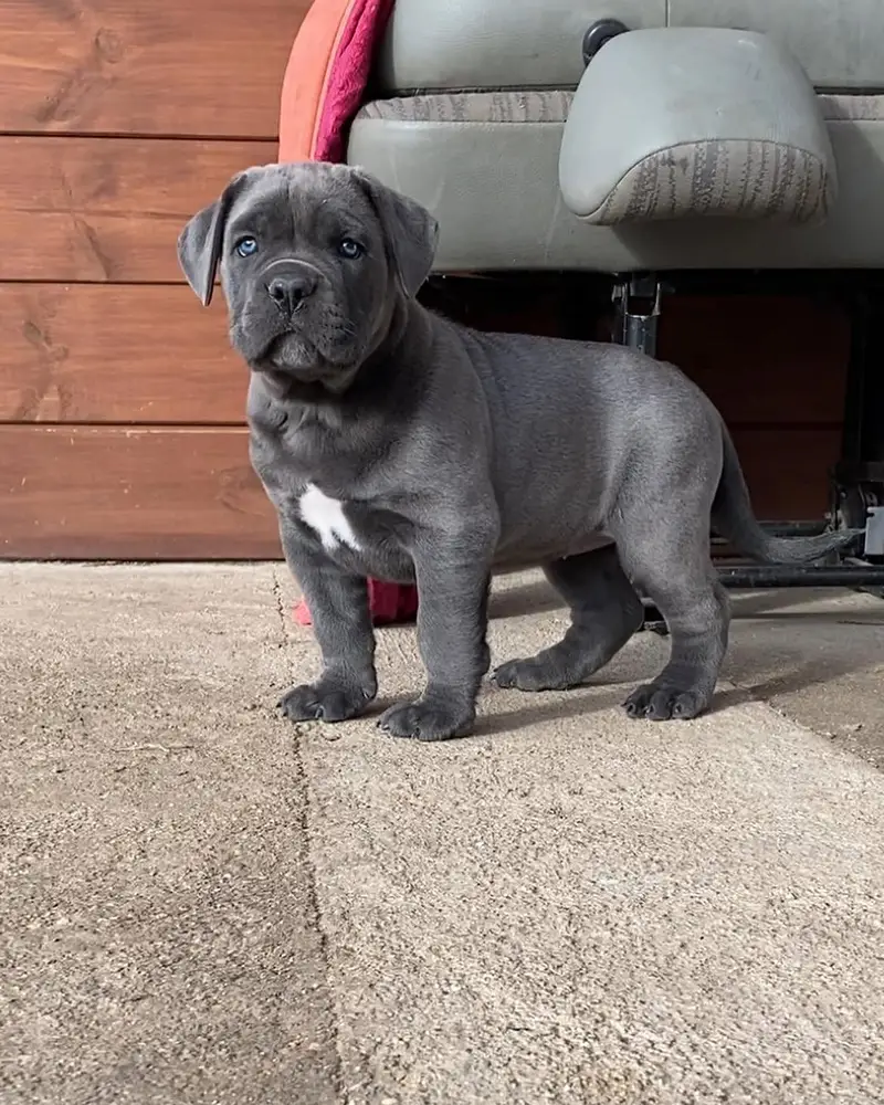 cane corso puppies 4 sale — photo 5