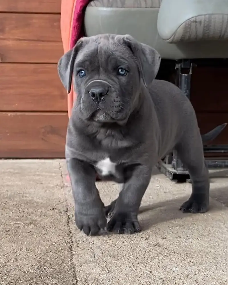 cane corso puppies 4 sale — photo 6