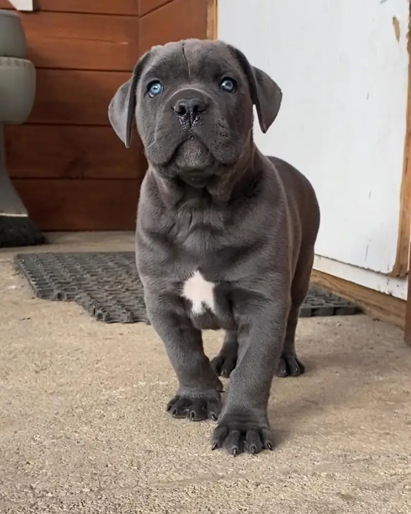 cane corso puppies 4 sale — photo 7