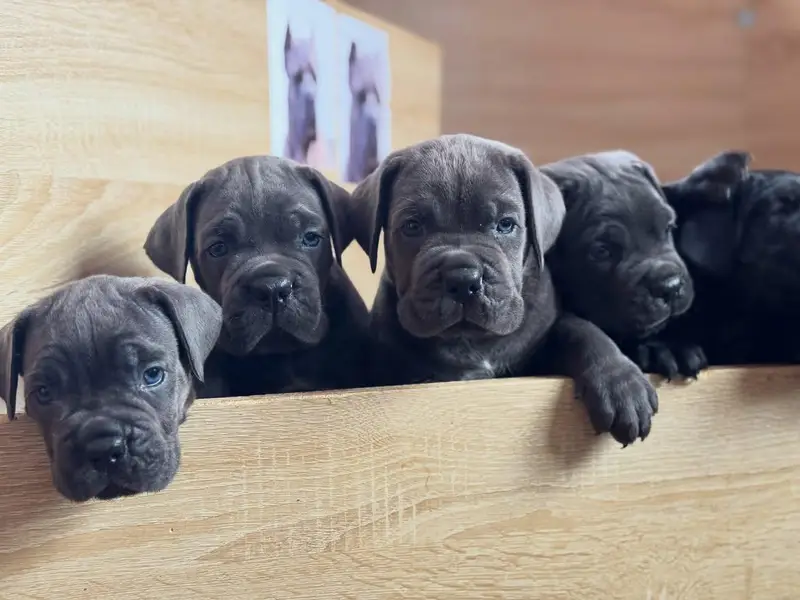 cane corso puppies 4 sale — photo 8
