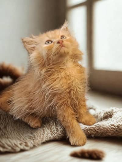kittens