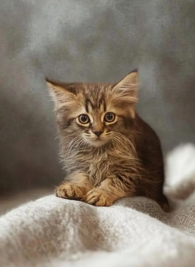 kittens — photo 2