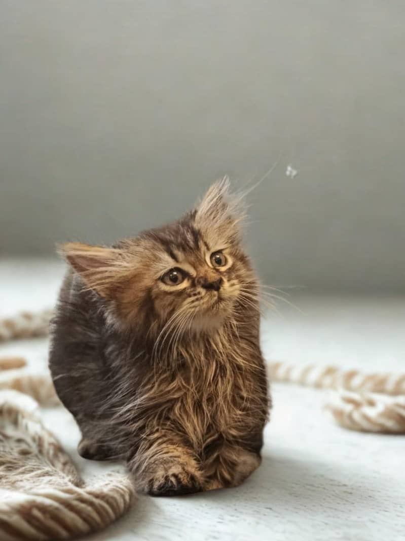 kittens 2