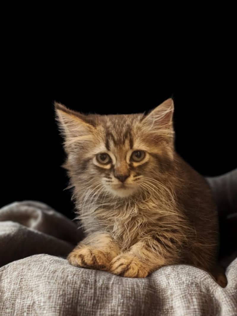 kittens 3