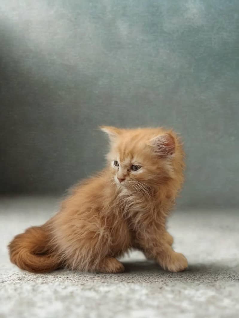kittens 4