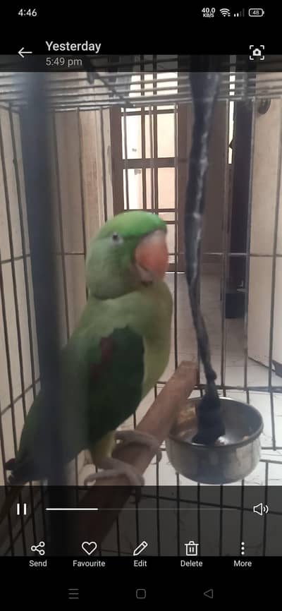 Kashmiri cage + Pahari Talking Parrot – Female, Almost 1 Year Old