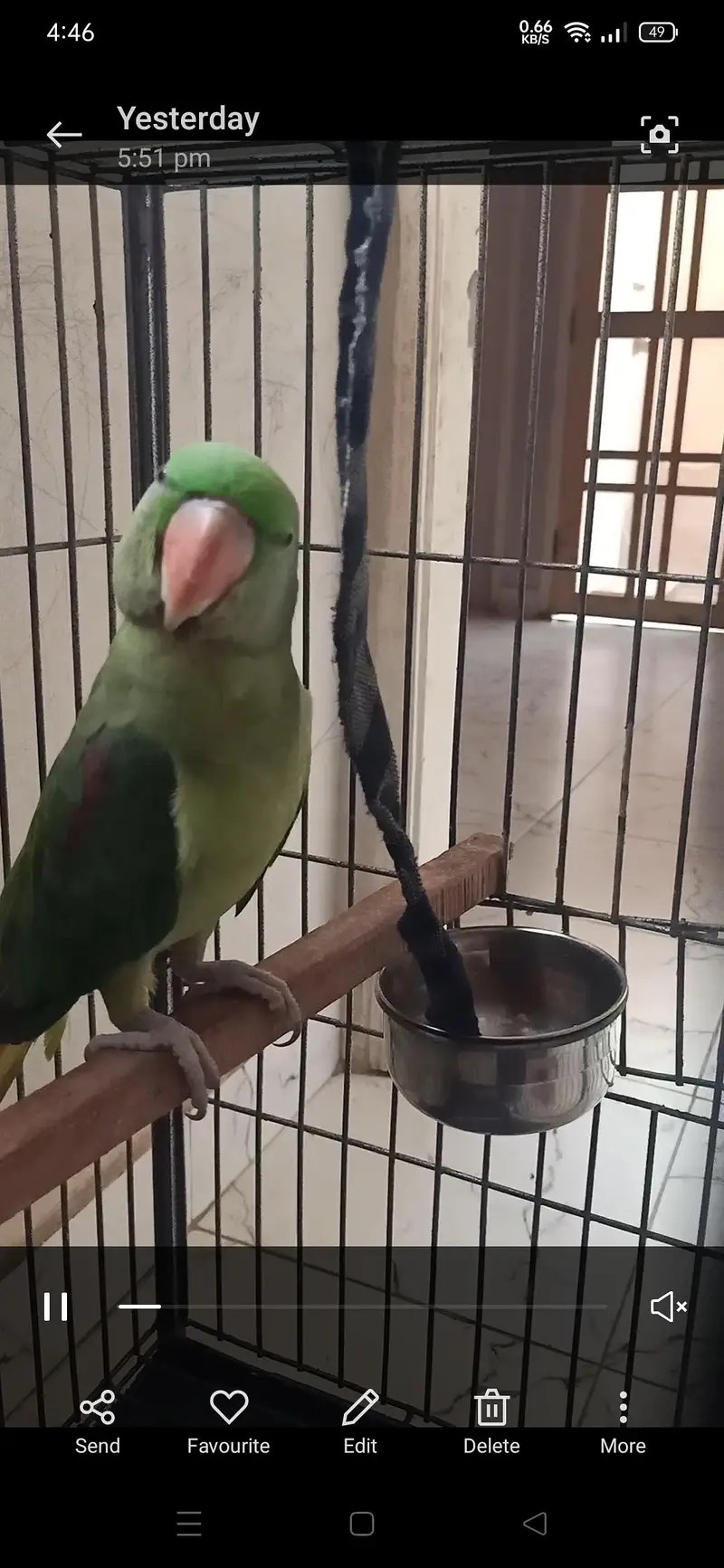 Kashmiri cage + Pahari Talking Parrot – Female, Almost 1 Year Old — photo 2
