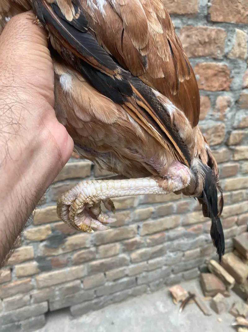 Aseel Pair — photo 8
