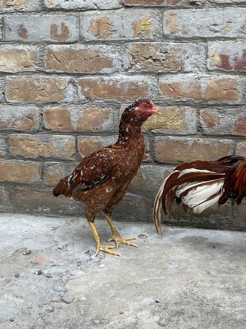 Aseel Pair 8