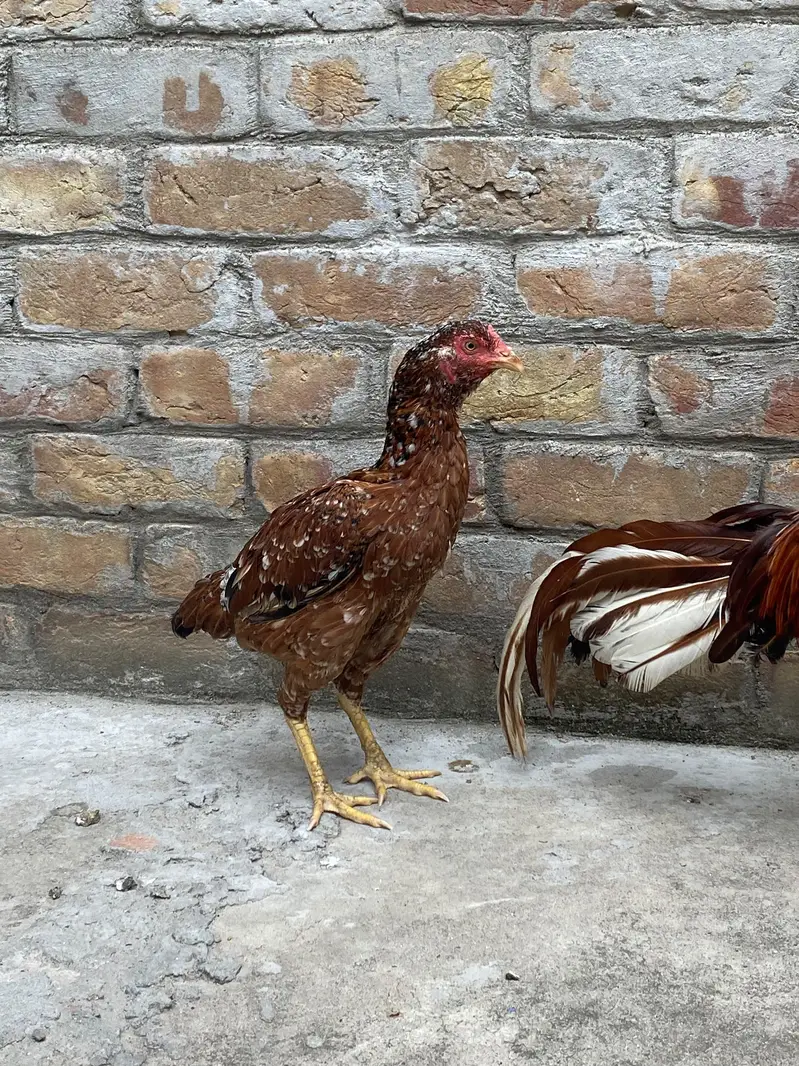 Aseel Pair — photo 9