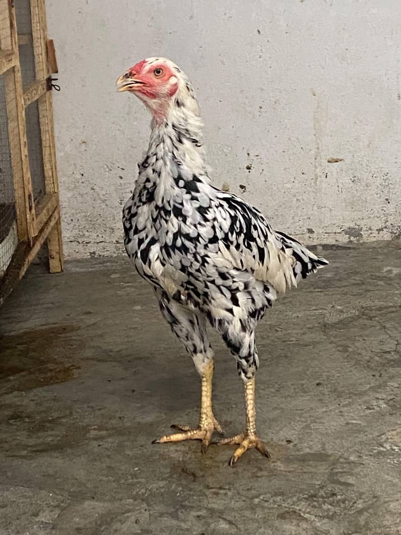 Aseel Pair 11