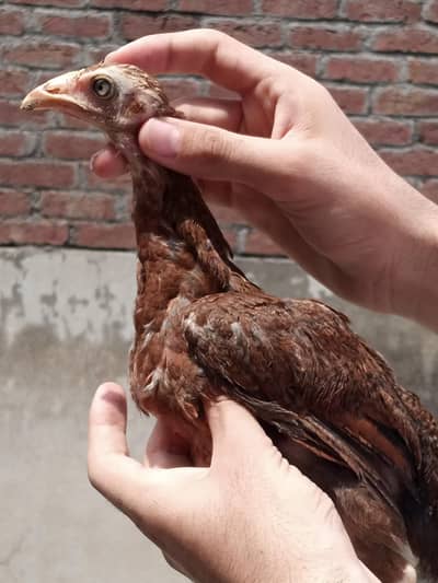 asee chuzal or desi patha or pathi