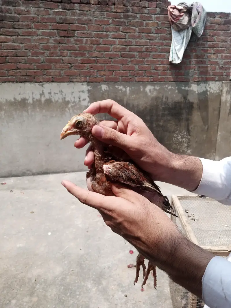 asee chuzal or desi patha or pathi — photo 4
