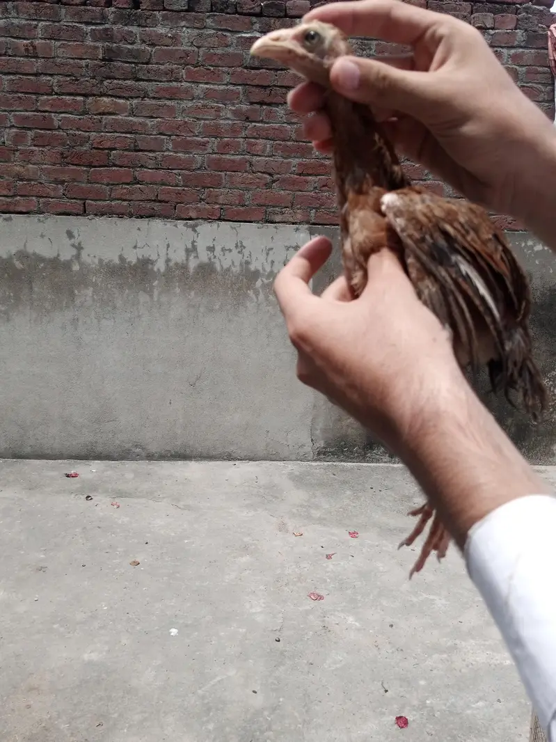 asee chuzal or desi patha or pathi — photo 5
