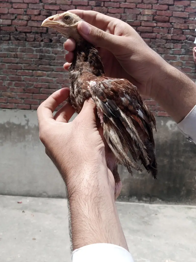 asee chuzal or desi patha or pathi — photo 6