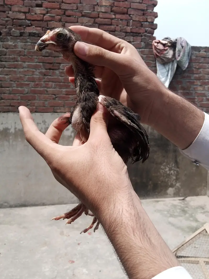 asee chuzal or desi patha or pathi — photo 8