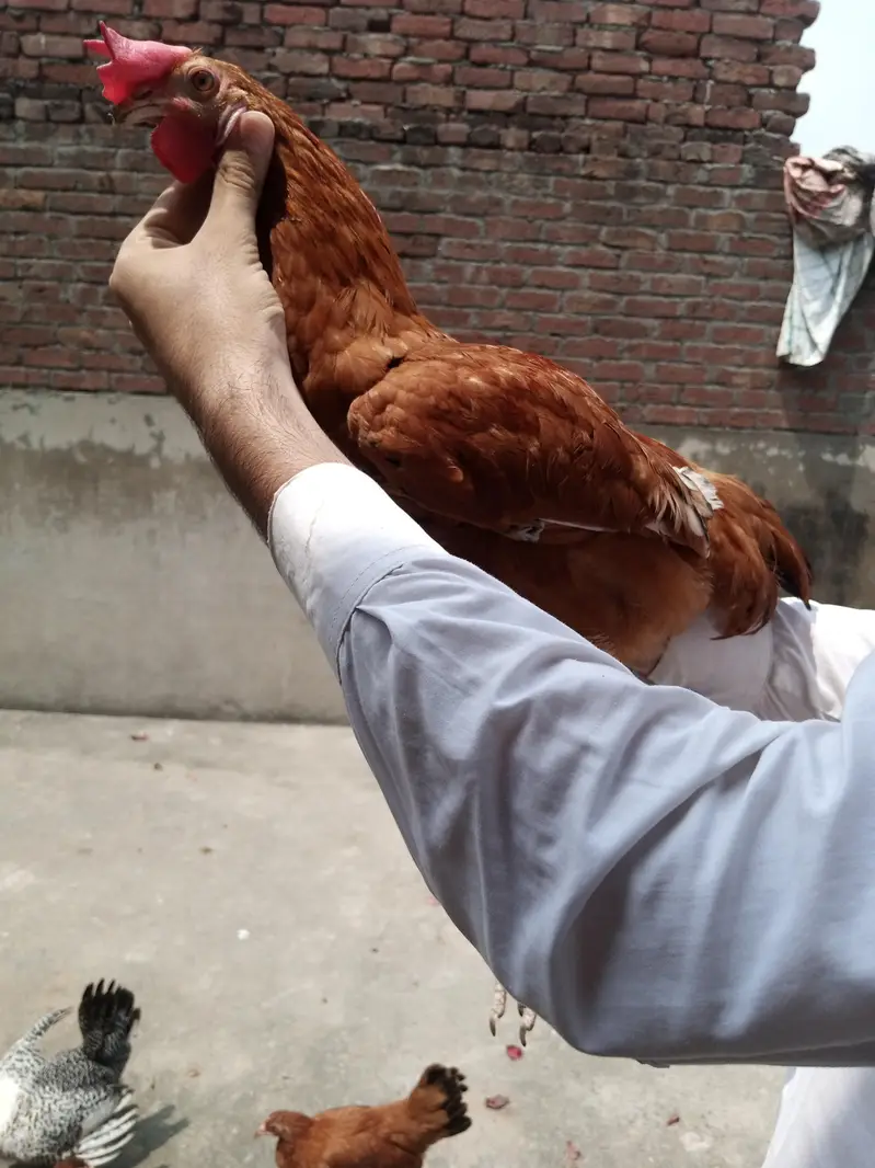 asee chuzal or desi patha or pathi — photo 10