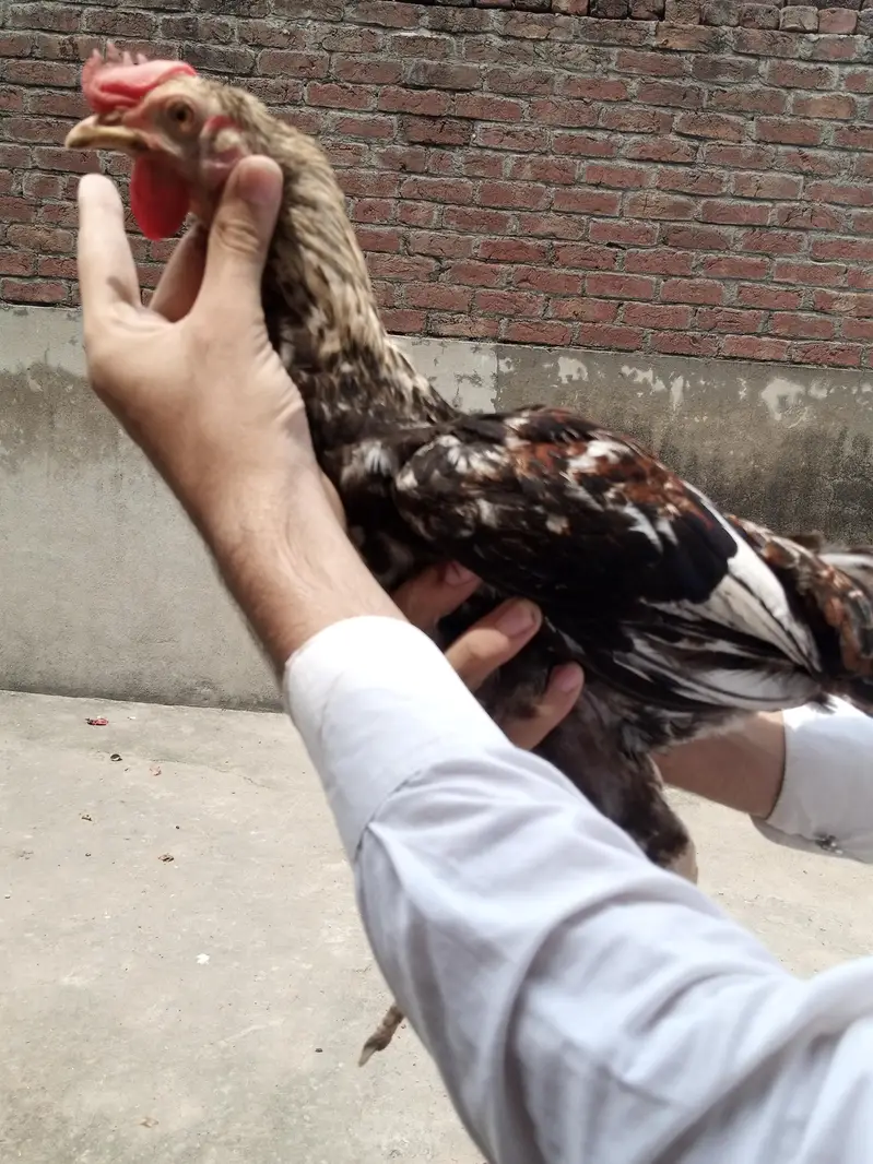asee chuzal or desi patha or pathi — photo 11