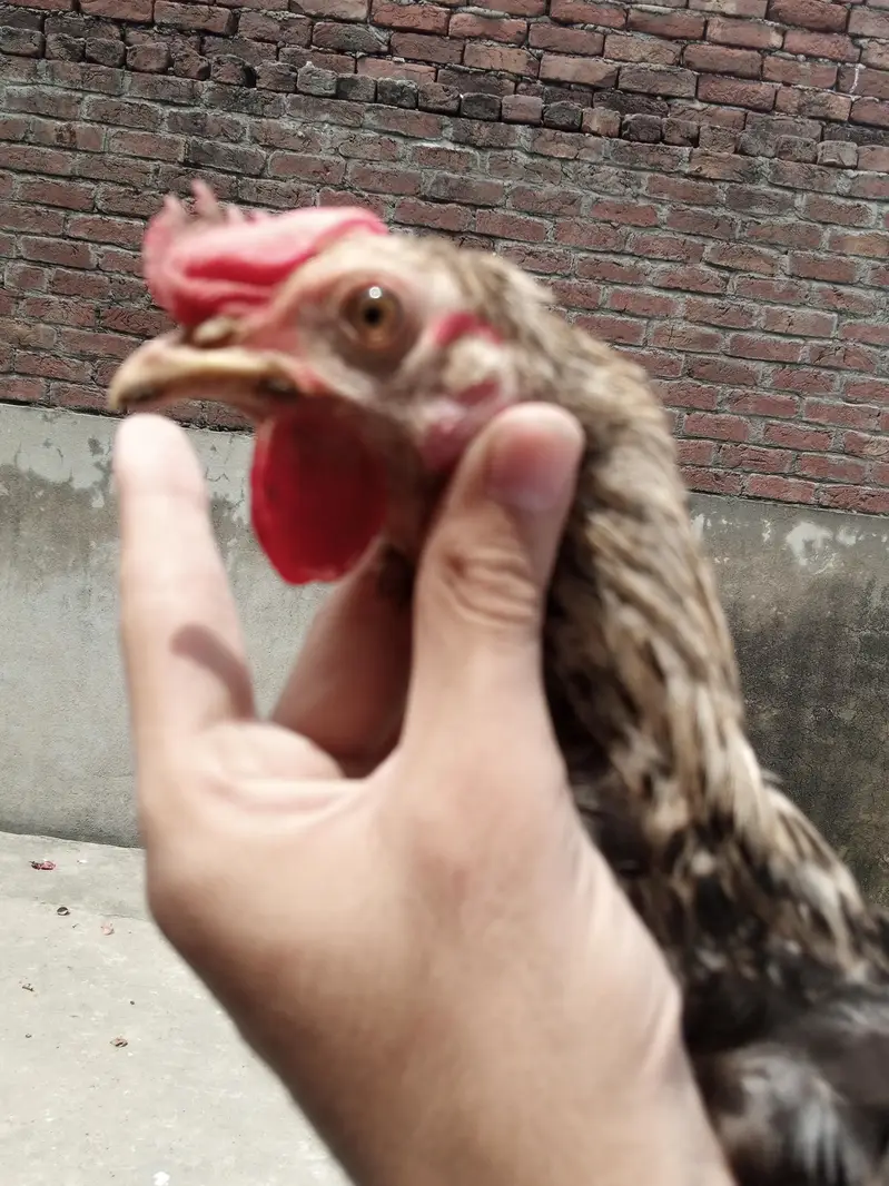 asee chuzal or desi patha or pathi — photo 12