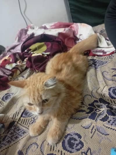 Russian cat available