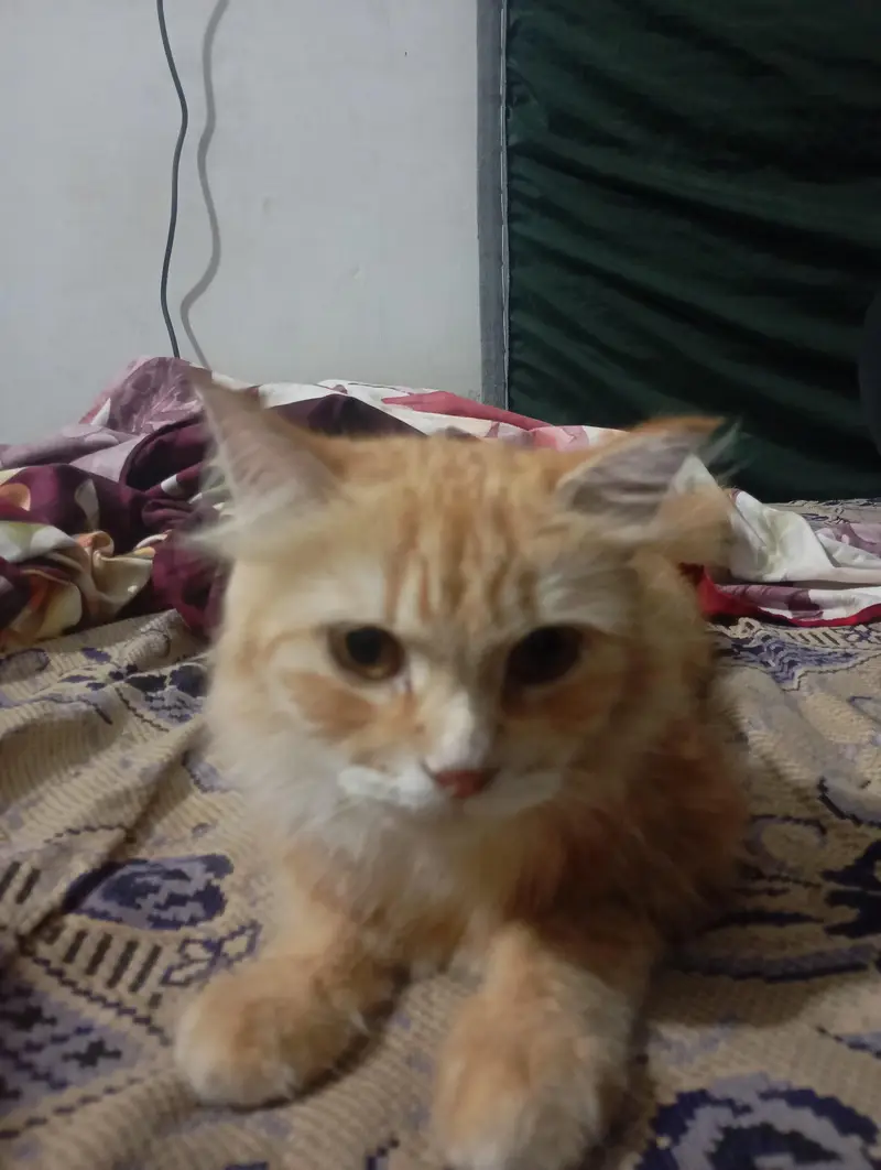 Russian cat available — photo 2
