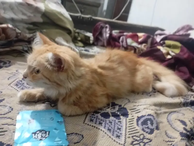 Russian cat available — photo 3