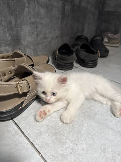 Odd eyes persian kitten