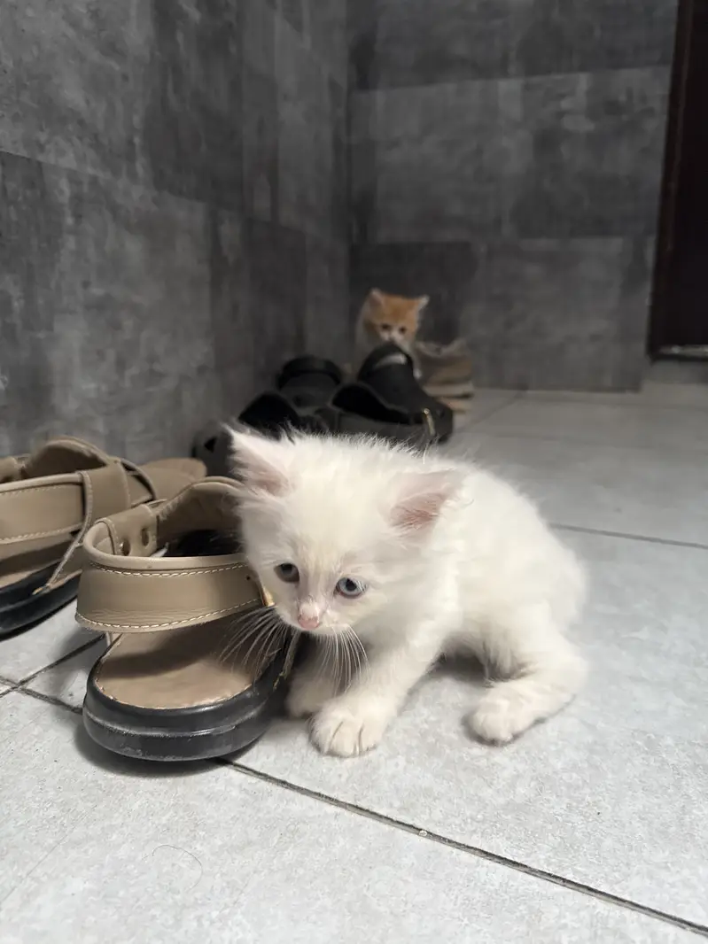 Odd eyes persian kitten — photo 2