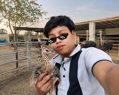 ostrich baby chicks