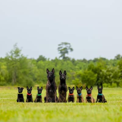 Belgium malinois top quality