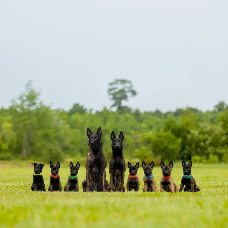 Belgium malinois top quality