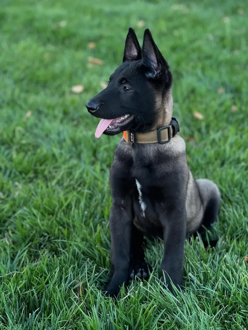 Belgium malinois top quality — photo 3