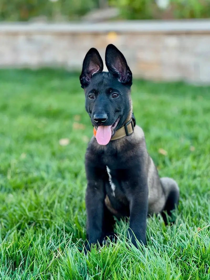 Belgium malinois top quality — photo 4
