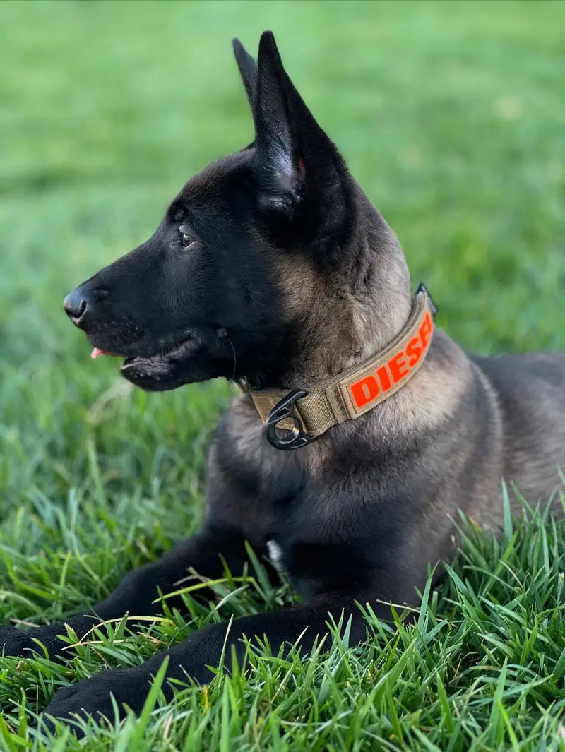 Belgium malinois top quality — photo 5