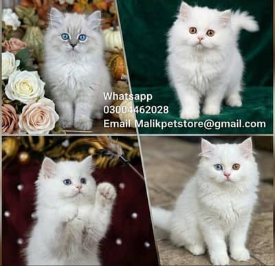 Persian Kittens | Persian Cat | Punch Face Persian | Triple Coated