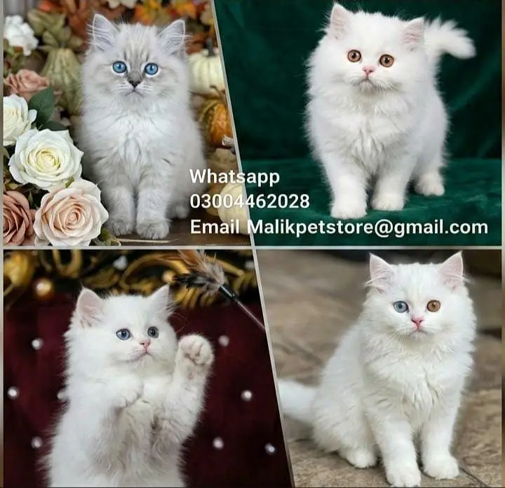 Persian Kittens | Persian Cat | Punch Face Persian | Triple Coated