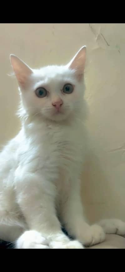 2 male Persian CATS