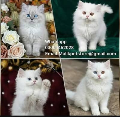 Persian Kittens | Persian Cat | Punch Face Persian | Triple Coated