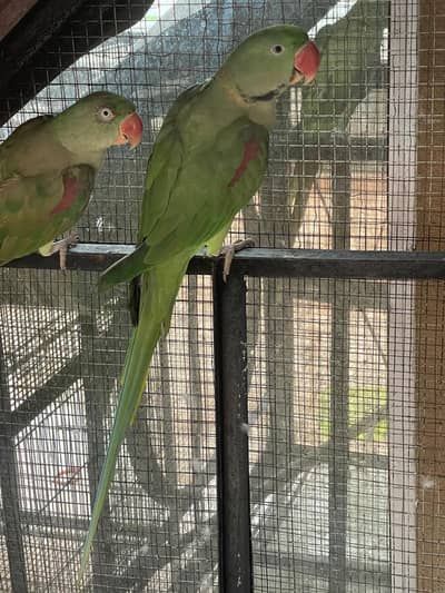raw parrot breeder pair