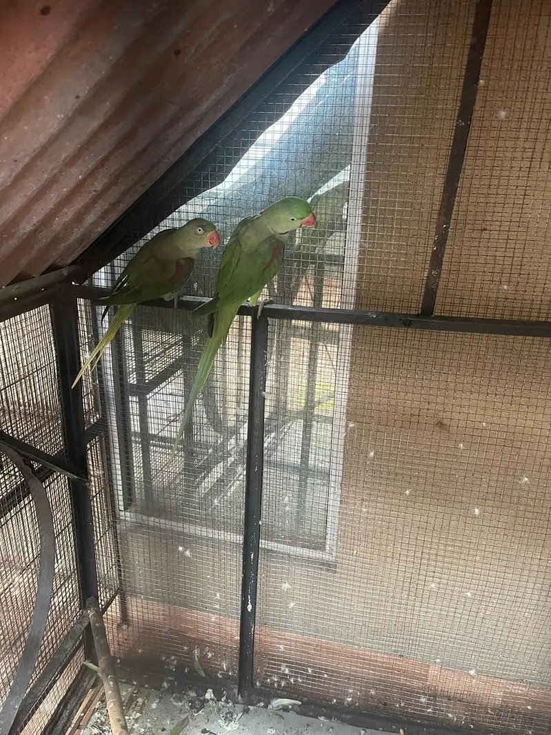 raw parrot breeder pair — photo 2