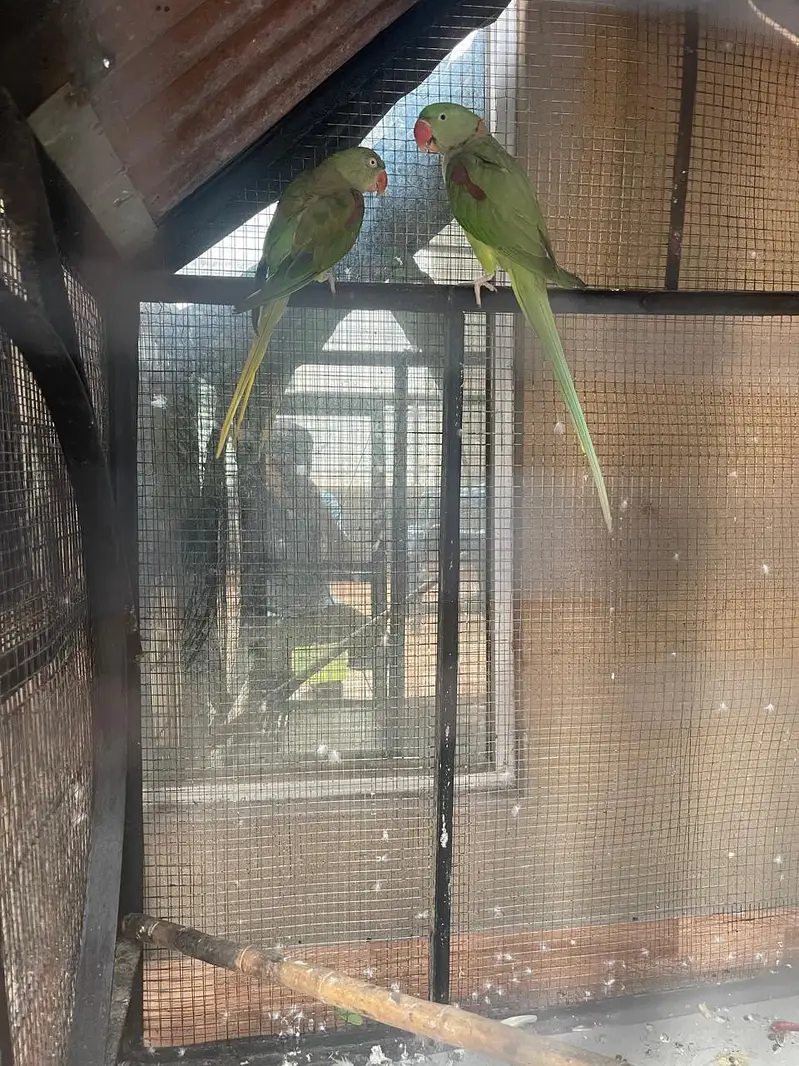 raw parrot breeder pair — photo 3