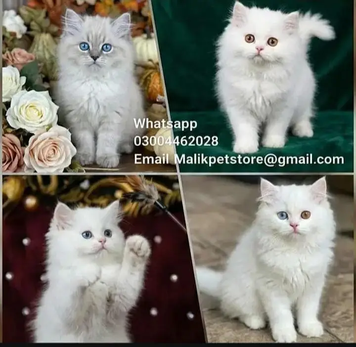 Persian Kittens | Persian Cat | Punch Face Persian | Triple Coated